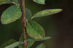 Hairy small-leaf ticktrefoil